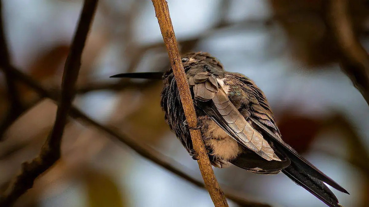 Colibrí gigante